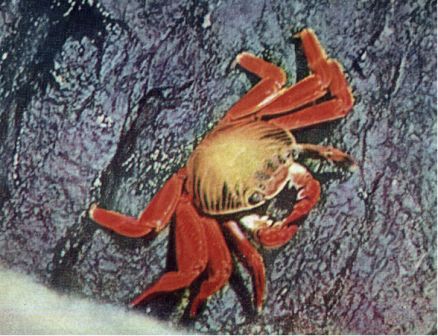 Зачарованные острова Галапагосы - doc2fb_image_0200000B.jpg