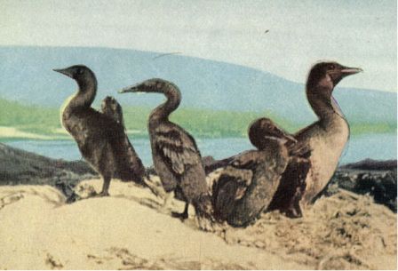 Зачарованные острова Галапагосы - doc2fb_image_0200000C.jpg