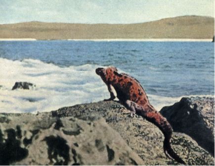 Зачарованные острова Галапагосы - doc2fb_image_02000015.jpg