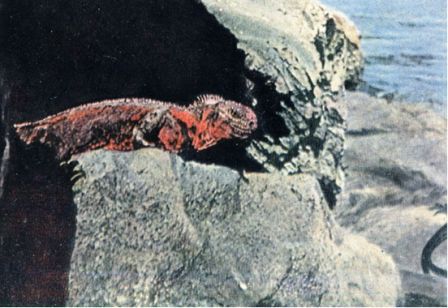 Зачарованные острова Галапагосы - doc2fb_image_02000016.jpg