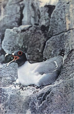 Зачарованные острова Галапагосы - doc2fb_image_02000018.jpg