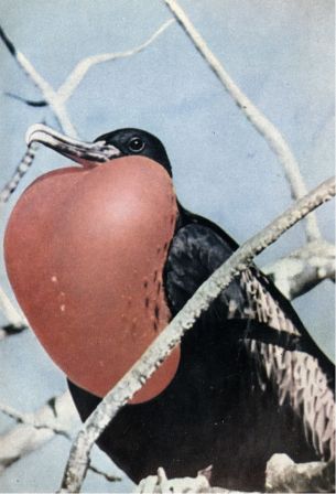 Зачарованные острова Галапагосы - doc2fb_image_0200001A.jpg