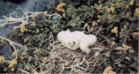 Зачарованные острова Галапагосы - doc2fb_image_0200001B.jpg