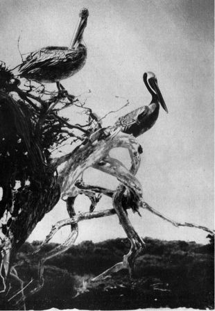 Зачарованные острова Галапагосы - doc2fb_image_02000032.jpg