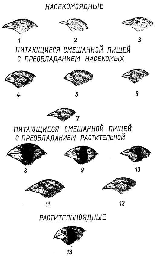 Зачарованные острова Галапагосы - doc2fb_image_0200004D.jpg