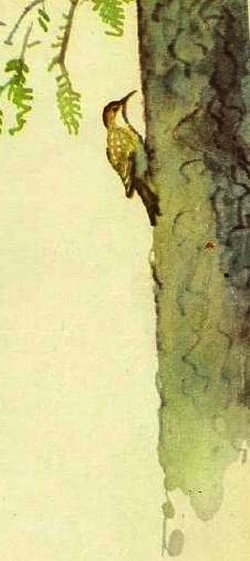 Домик на берёзе - i_003.jpg