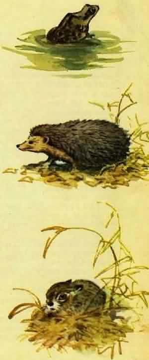 Домик на берёзе - i_017.jpg