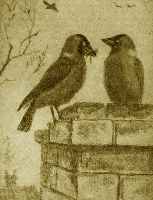 Грач. Галка. Сорока - i_005.jpg