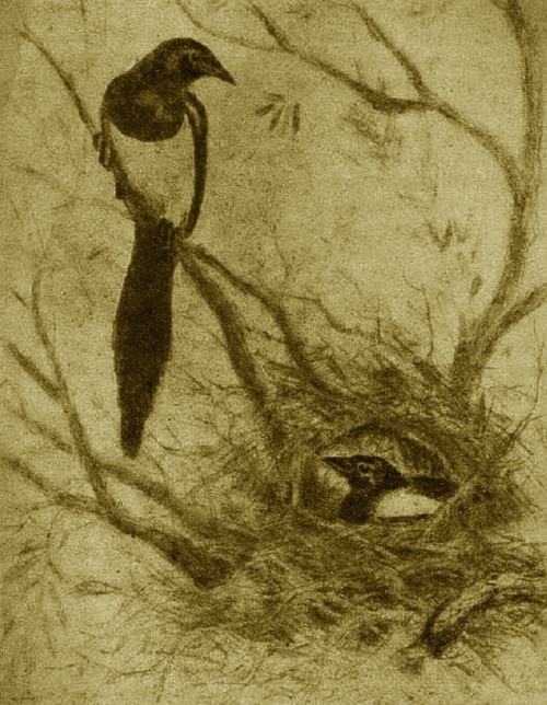 Грач. Галка. Сорока - i_008.jpg