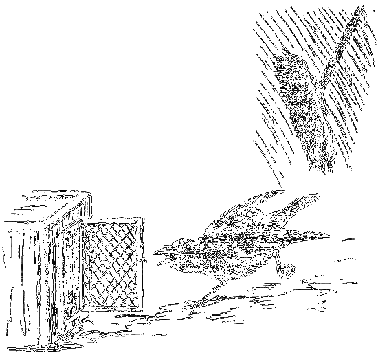 Рассказы охотника - i_042.png