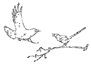 Рассказы охотника - i_071.png