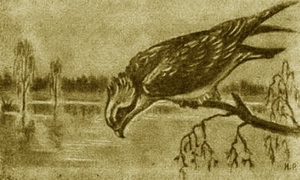 Выхухоль - i_015.jpg