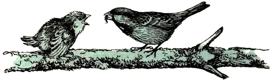 Воробей. Синица - i_005.png