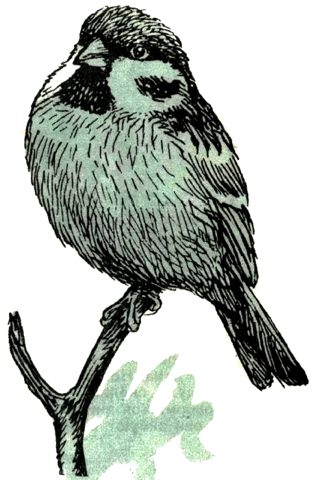 Воробей. Синица - i_006.png