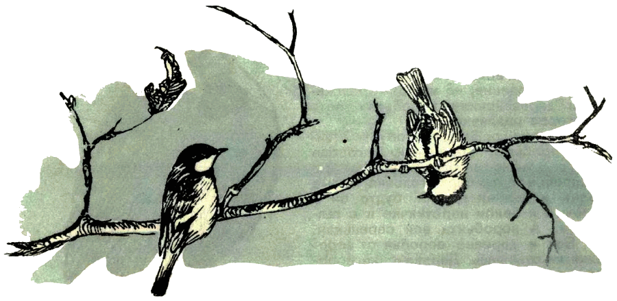 Воробей. Синица - i_007.png