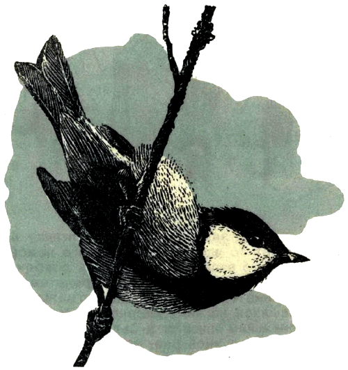 Воробей. Синица - i_008.png