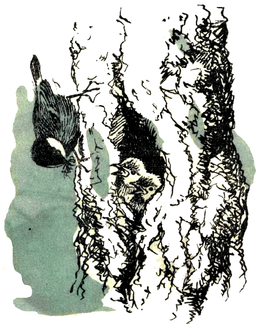 Воробей. Синица - i_012.png