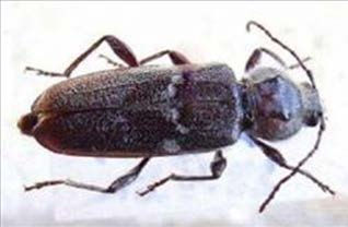 Типология разрушений памятников культуры - i_087.jpg