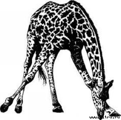 Там, где бродили львы (с иллюстрациями) - i_003.jpg