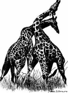 Там, где бродили львы (с иллюстрациями) - i_007.jpg