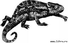 Там, где бродили львы (с иллюстрациями) - i_008.jpg