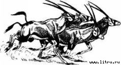 Там, где бродили львы (с иллюстрациями) - i_017.jpg