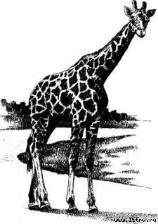 Там, где бродили львы (с иллюстрациями) - i_018.jpg