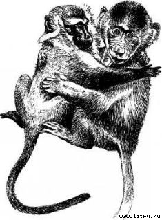 Там, где бродили львы (с иллюстрациями) - i_024.jpg