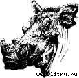 Там, где бродили львы (с иллюстрациями) - i_029.jpg