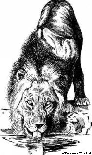 Там, где бродили львы (с иллюстрациями) - i_034.jpg