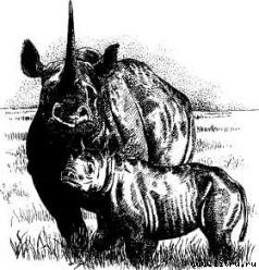 Там, где бродили львы (с иллюстрациями) - i_038.jpg