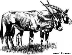 Там, где бродили львы (с иллюстрациями) - i_043.jpg