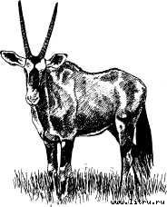 Там, где бродили львы (с иллюстрациями) - i_044.jpg