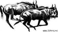 Там, где бродили львы (с иллюстрациями) - i_053.jpg