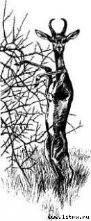 Там, где бродили львы (с иллюстрациями) - i_055.jpg