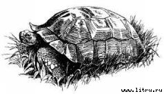 Там, где бродили львы (с иллюстрациями) - i_063.jpg