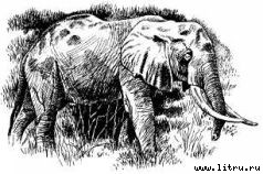 Там, где бродили львы (с иллюстрациями) - i_070.jpg