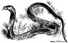 Там, где бродили львы (с иллюстрациями) - i_071.jpg