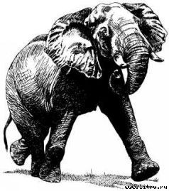 Там, где бродили львы (с иллюстрациями) - i_072.jpg