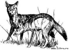 Там, где бродили львы (с иллюстрациями) - i_077.jpg