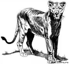 Там, где бродили львы (с иллюстрациями) - i_083.jpg