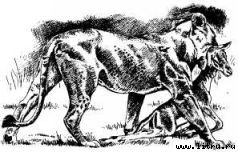 Там, где бродили львы (с иллюстрациями) - i_084.jpg