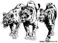 Там, где бродили львы (с иллюстрациями) - i_090.jpg