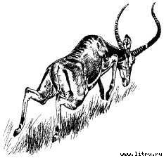 Там, где бродили львы (с иллюстрациями) - i_091.jpg