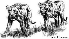 Там, где бродили львы (с иллюстрациями) - i_092.jpg