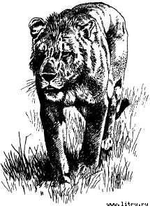 Там, где бродили львы (с иллюстрациями) - i_093.jpg