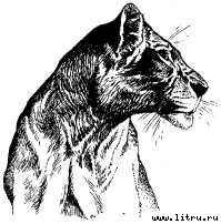 Там, где бродили львы (с иллюстрациями) - i_094.jpg