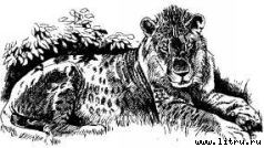 Там, где бродили львы (с иллюстрациями) - i_095.jpg