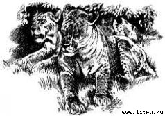 Там, где бродили львы (с иллюстрациями) - i_096.jpg