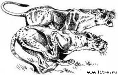 Там, где бродили львы (с иллюстрациями) - i_097.jpg